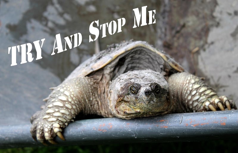 Slow Strength